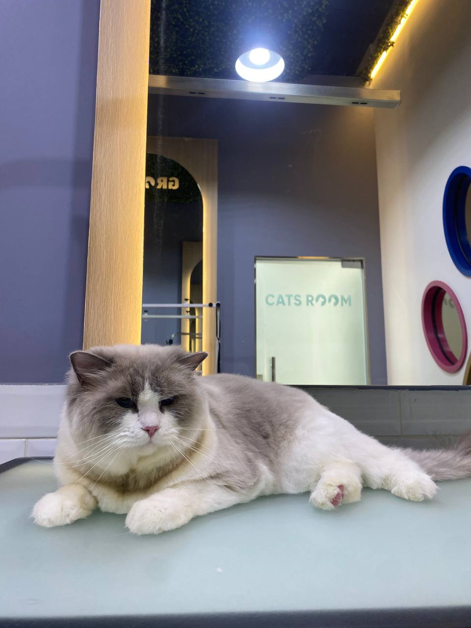 Effectively rinses away previously dissolved excess sebum, leaving cats’ skin and coat squeaky clean