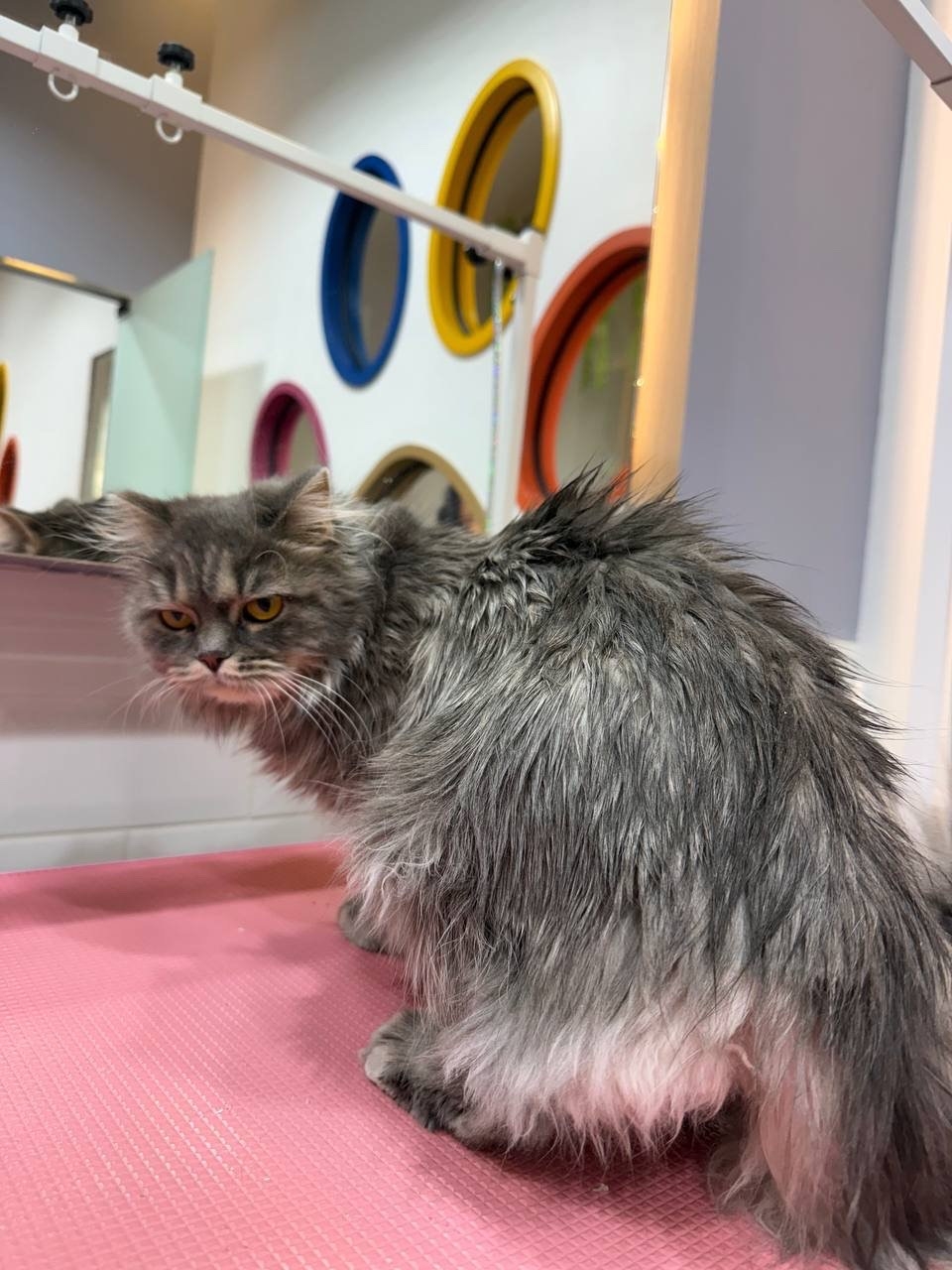 Intensive degreasing of the oiliest areas of cats’ skin and coat