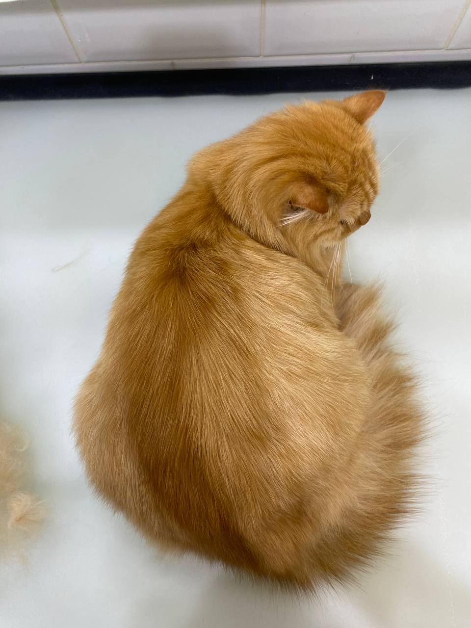 Effectively rinses away previously dissolved excess sebum, leaving cats’ skin and coat squeaky clean