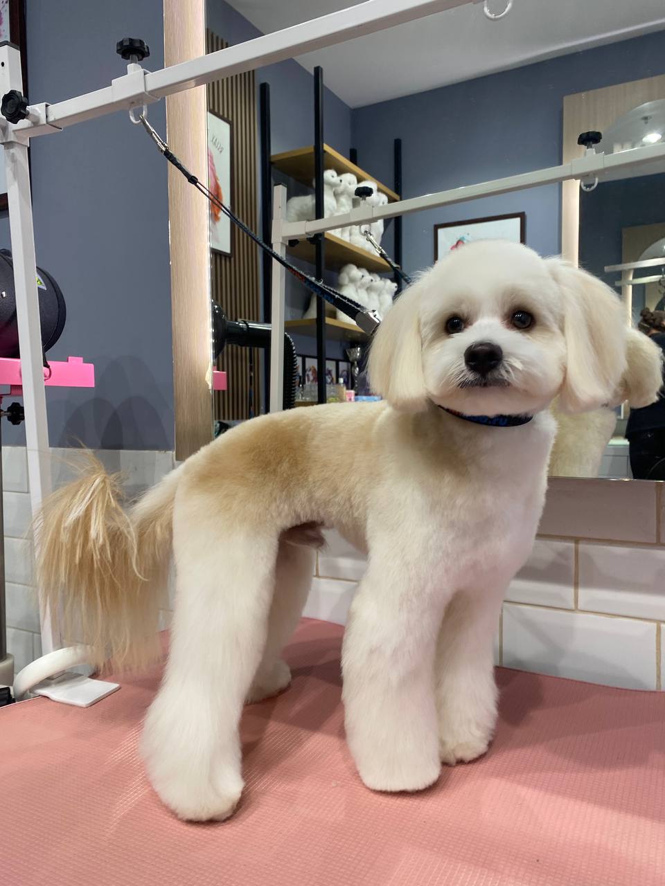 1:30 — Enough for up to 100 pets