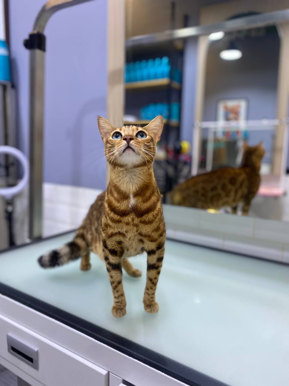 Effectively rinses away previously dissolved excess sebum, leaving cats’ skin and coat squeaky clean