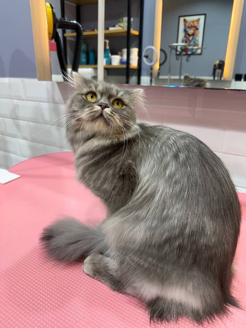Intensive degreasing of the oiliest areas of cats’ skin and coat