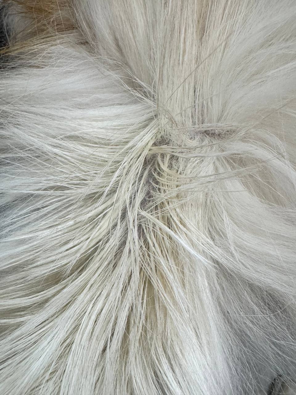 Intensive degreasing of the oiliest areas of cats’ skin and coat