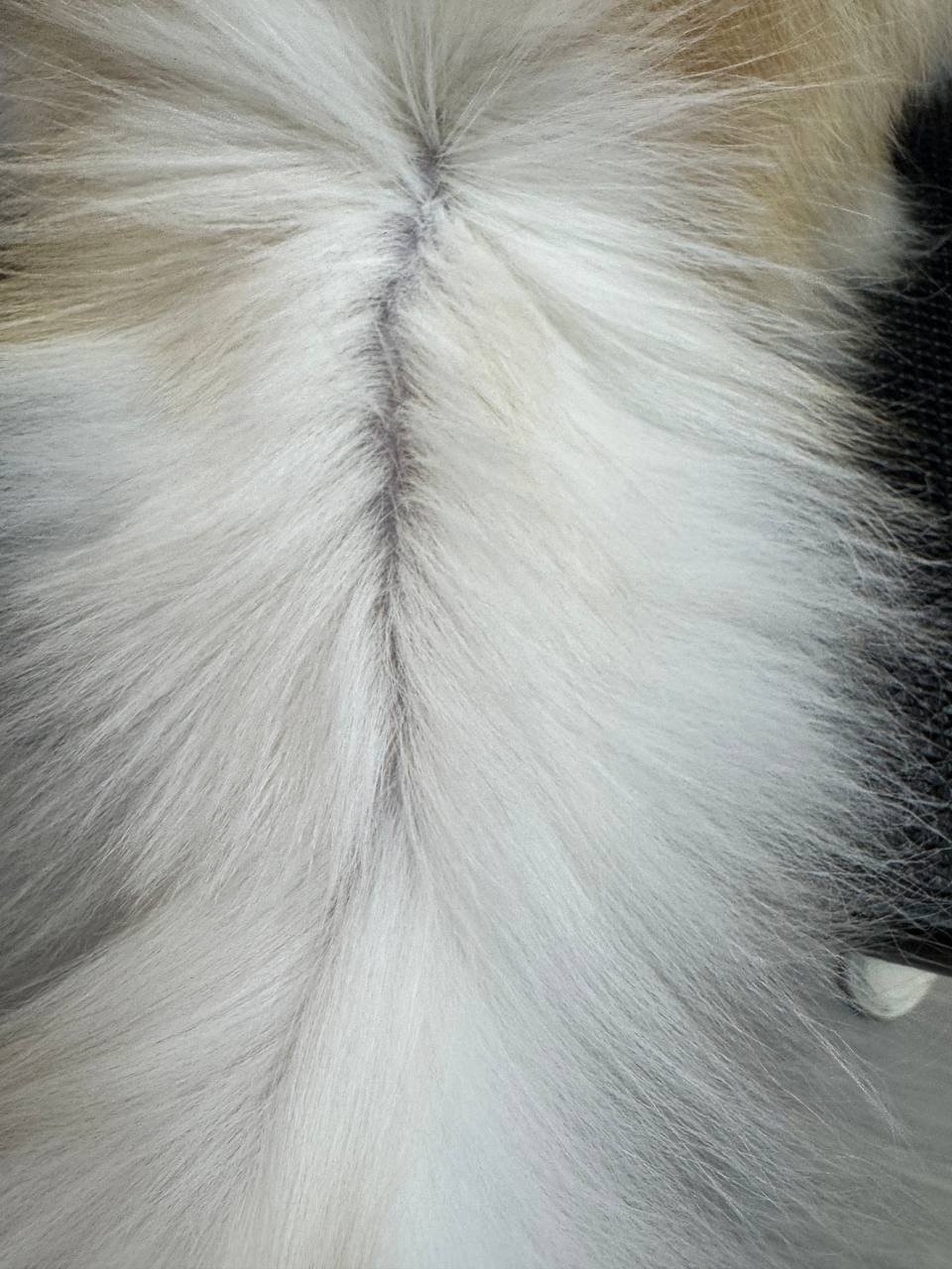 Intensive degreasing of the oiliest areas of cats’ skin and coat