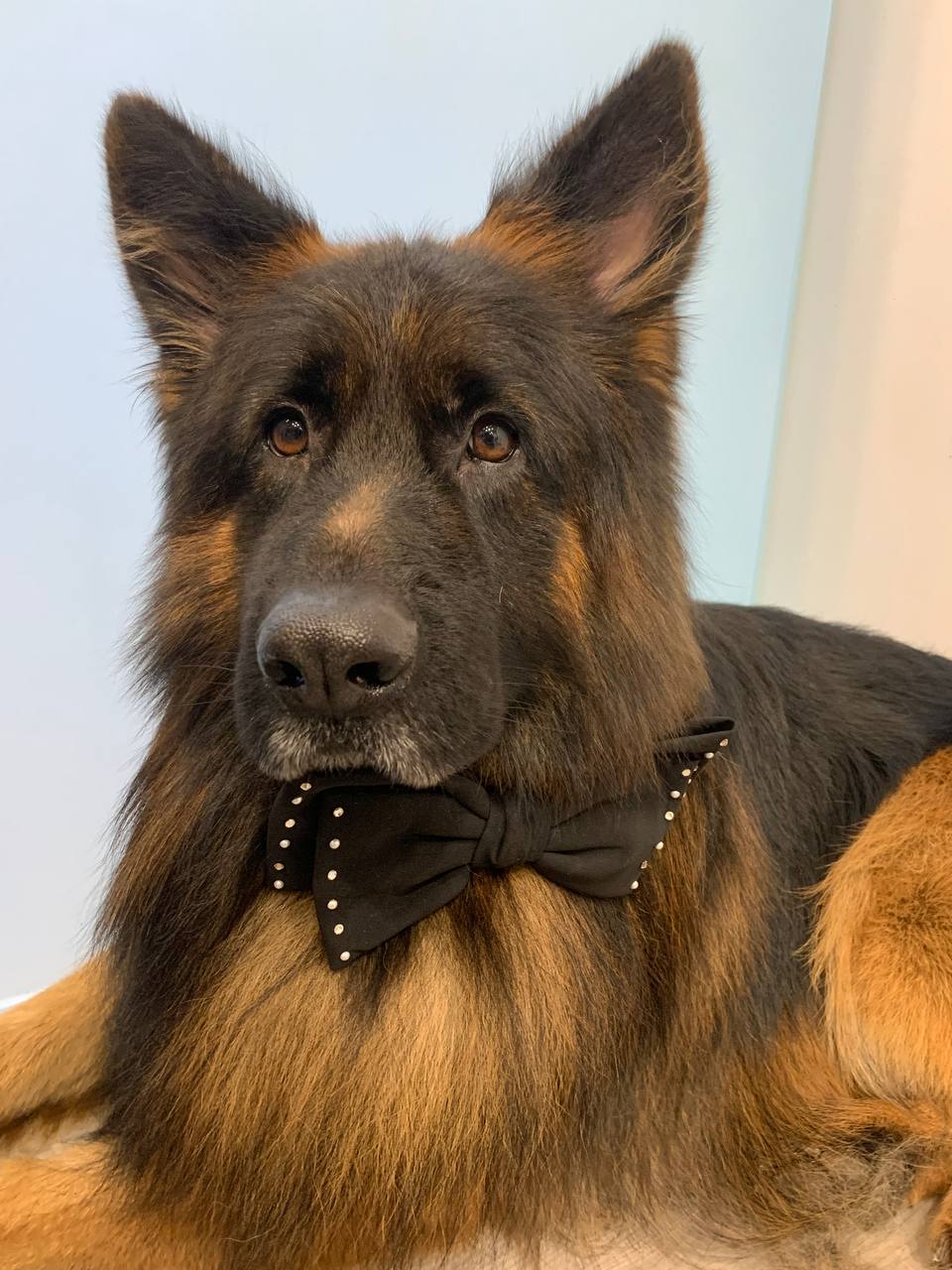 Perfect for breeds with flowing coats: adds weight and helps straighten the hair