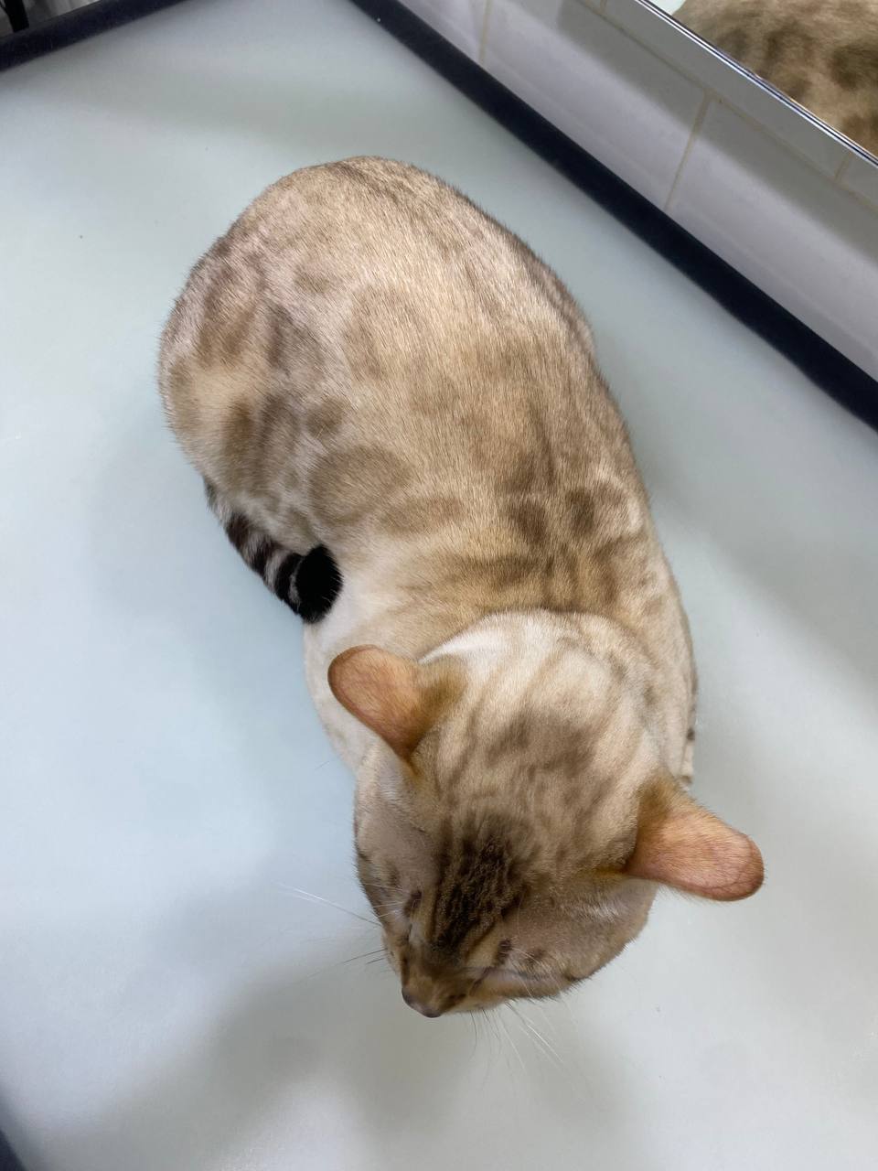 Effectively rinses away previously dissolved excess sebum, leaving cats’ skin and coat squeaky clean