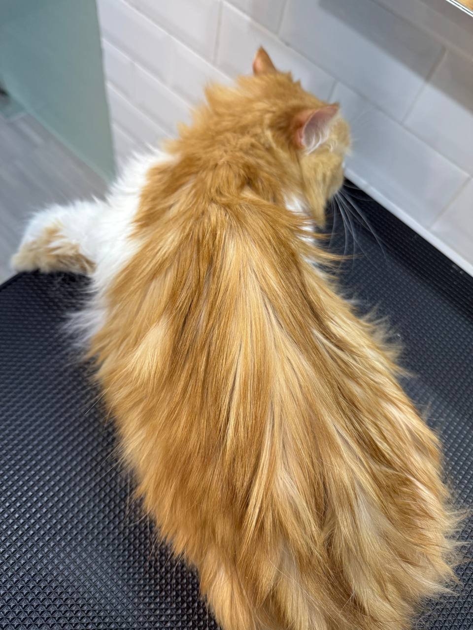Intensive degreasing of the oiliest areas of cats’ skin and coat