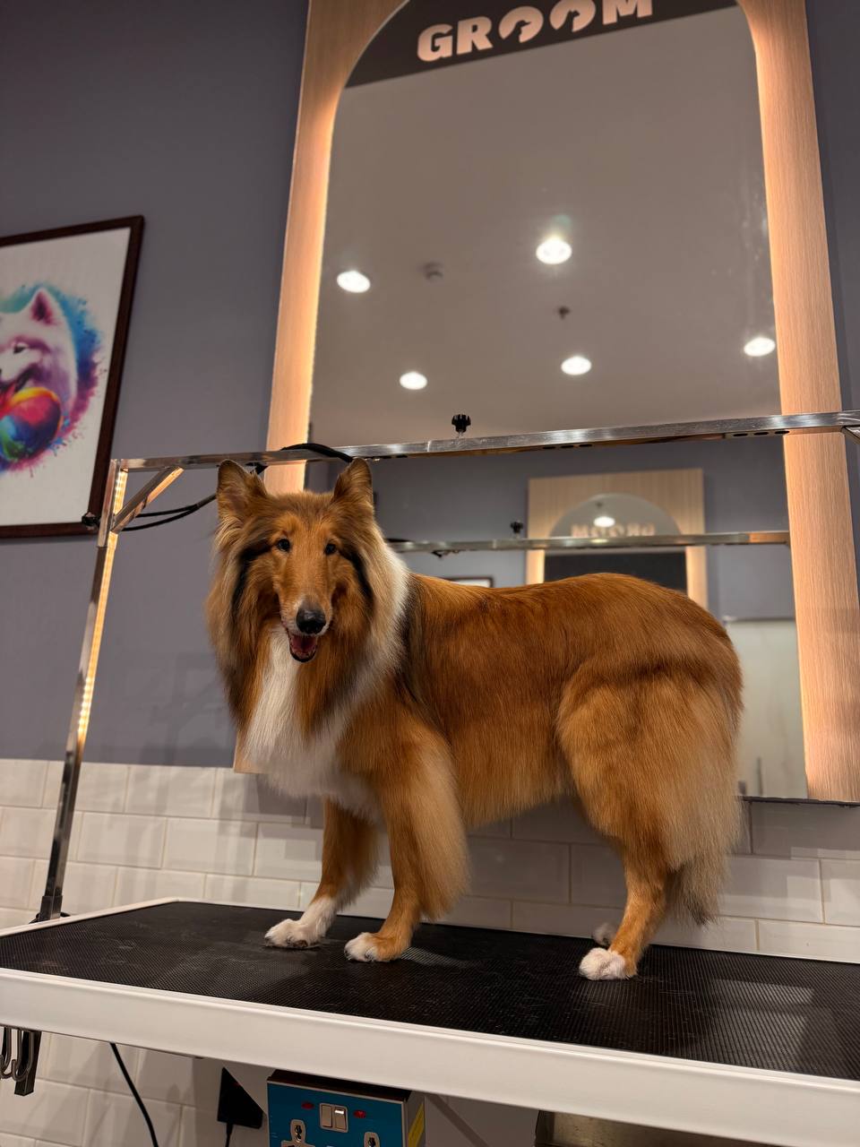 Perfect for breeds with flowing coats: adds weight and helps straighten the hair
