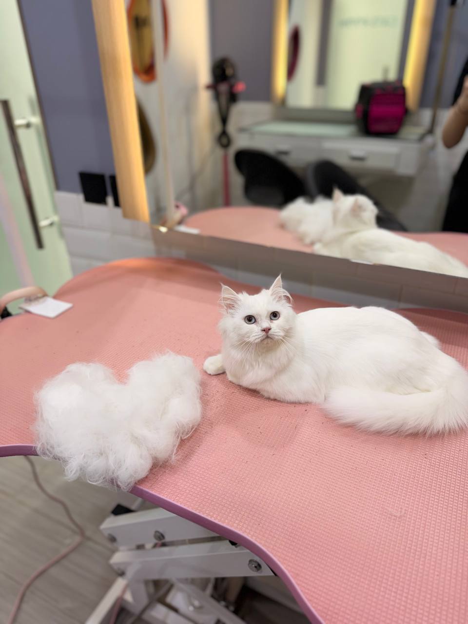 Effectively rinses away previously dissolved excess sebum, leaving cats’ skin and coat squeaky clean