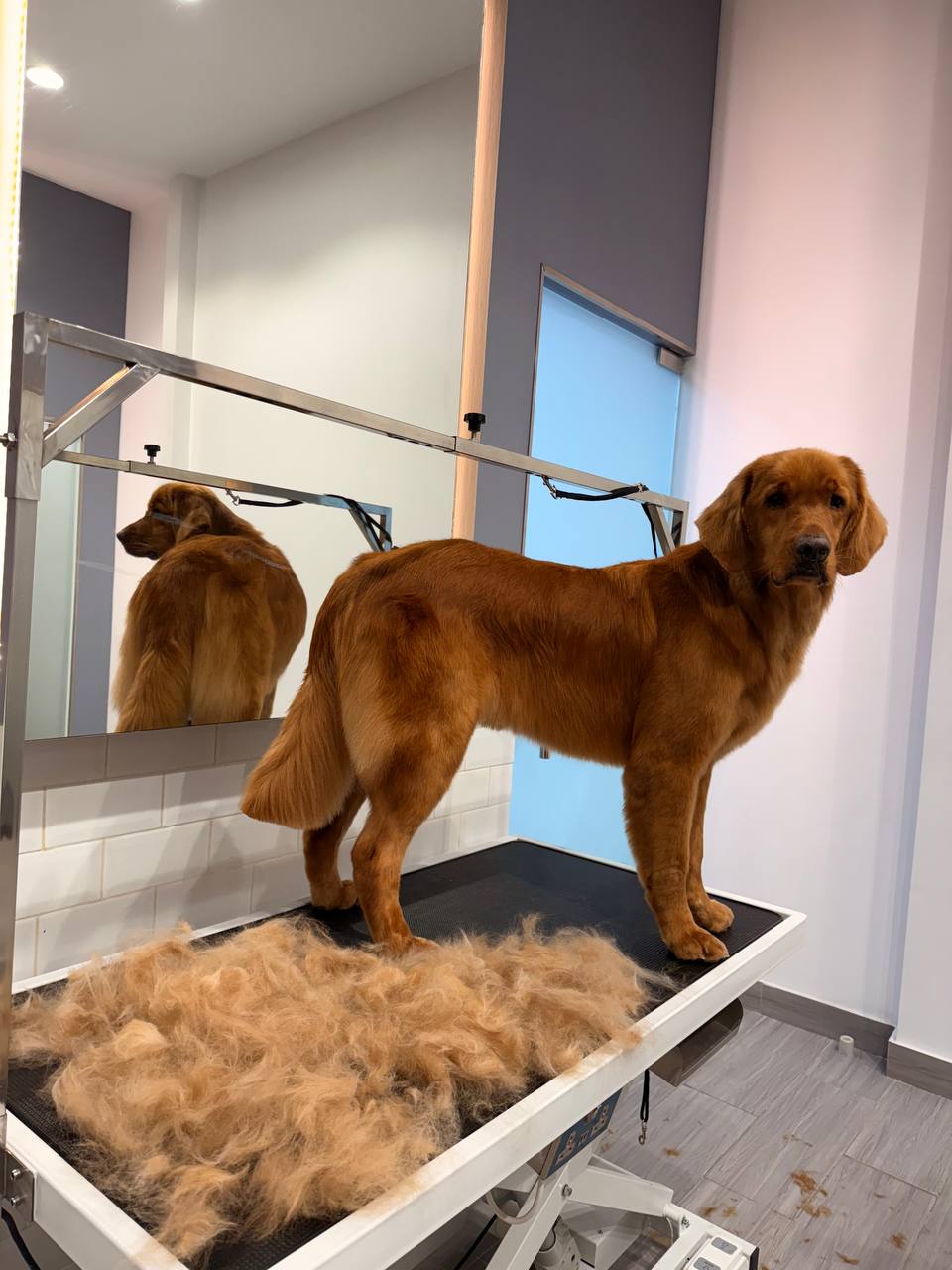 Perfect for breeds with flowing coats: adds weight and helps straighten the hair