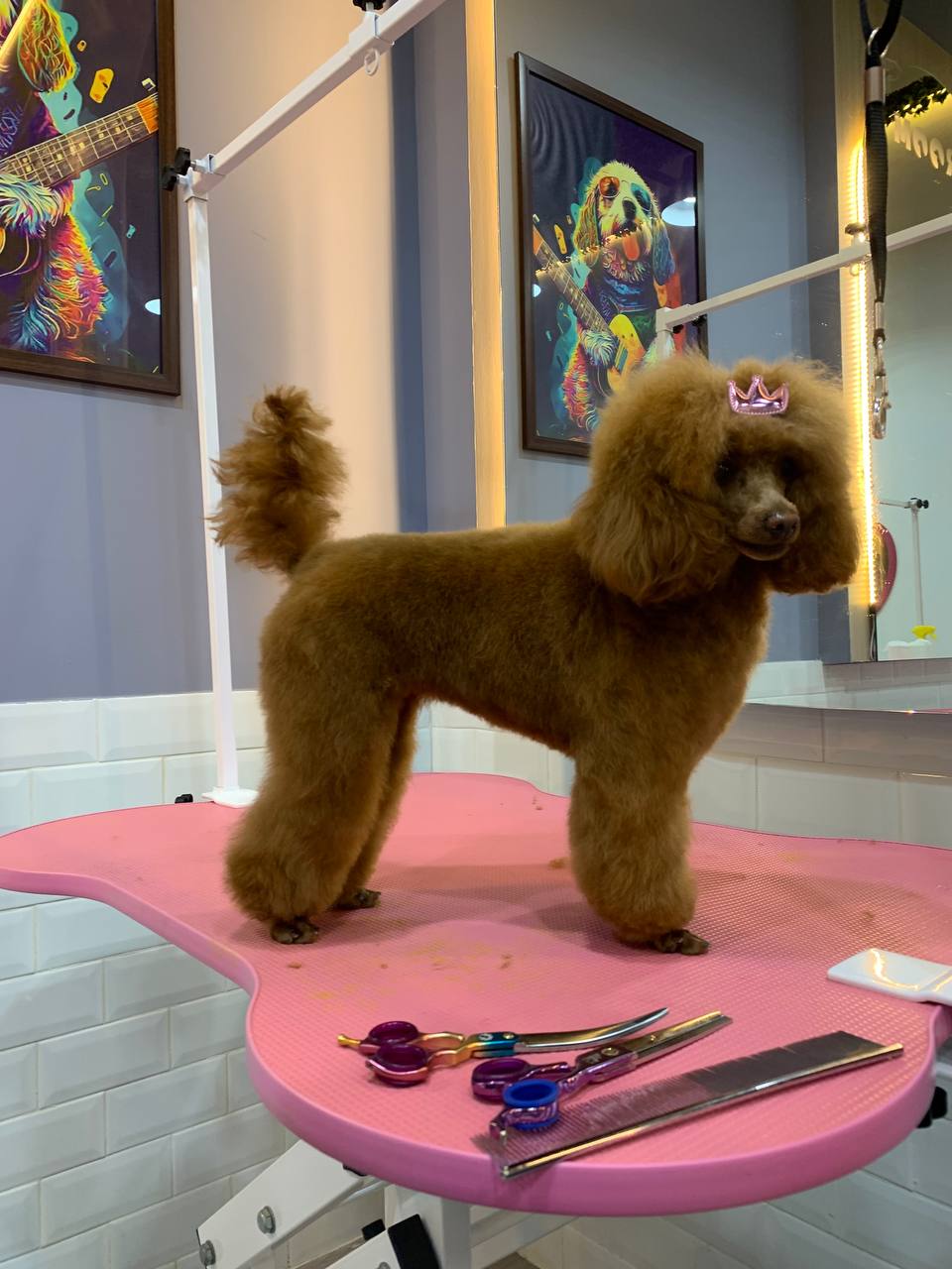 1:30 — Enough for up to 100 pets