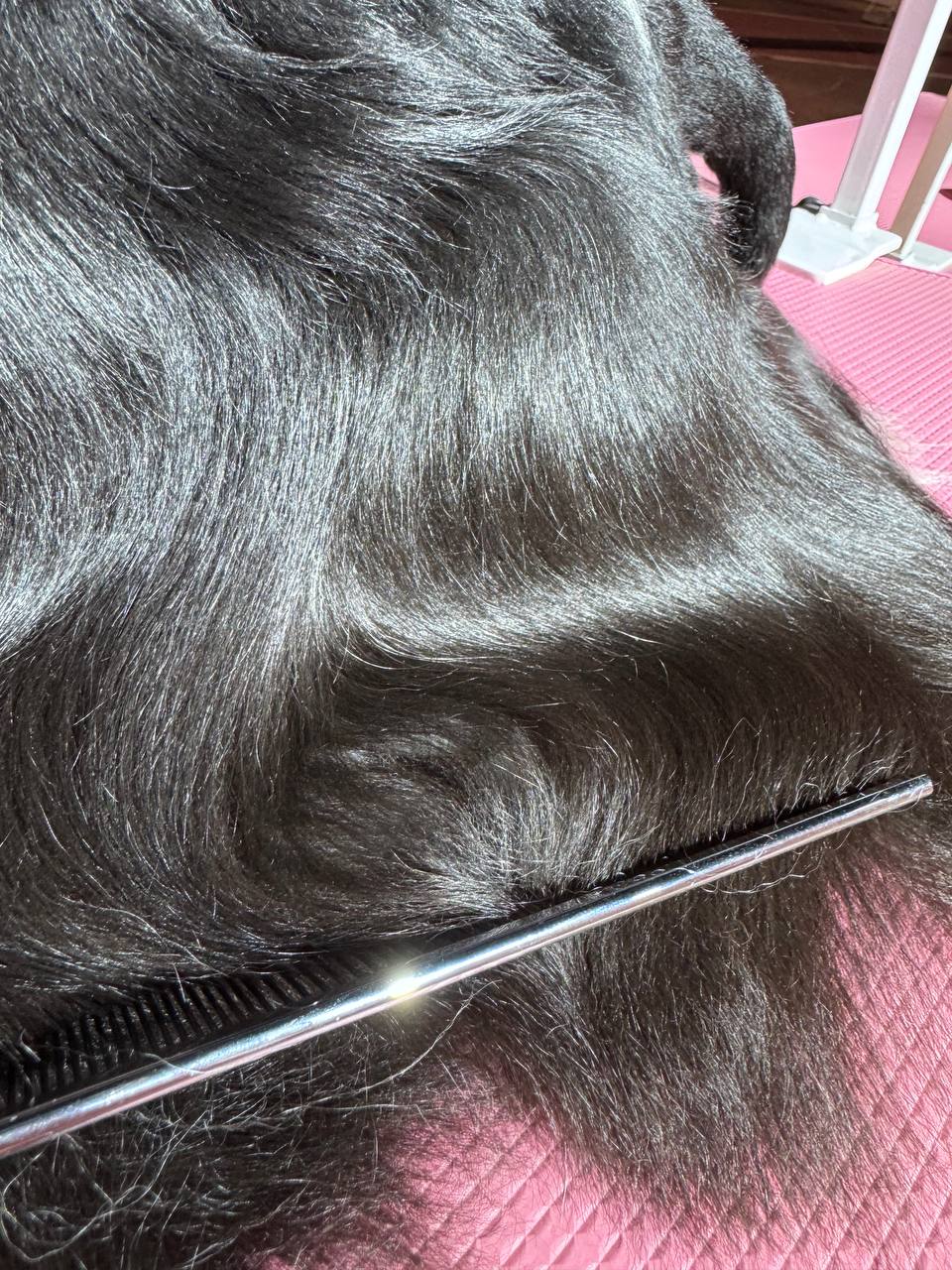 Perfect for breeds with flowing coats: adds weight and helps straighten the hair