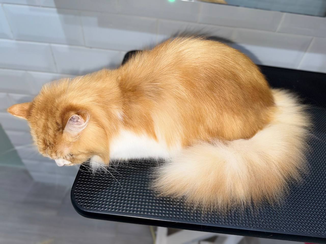 Makes styling and brushing easier